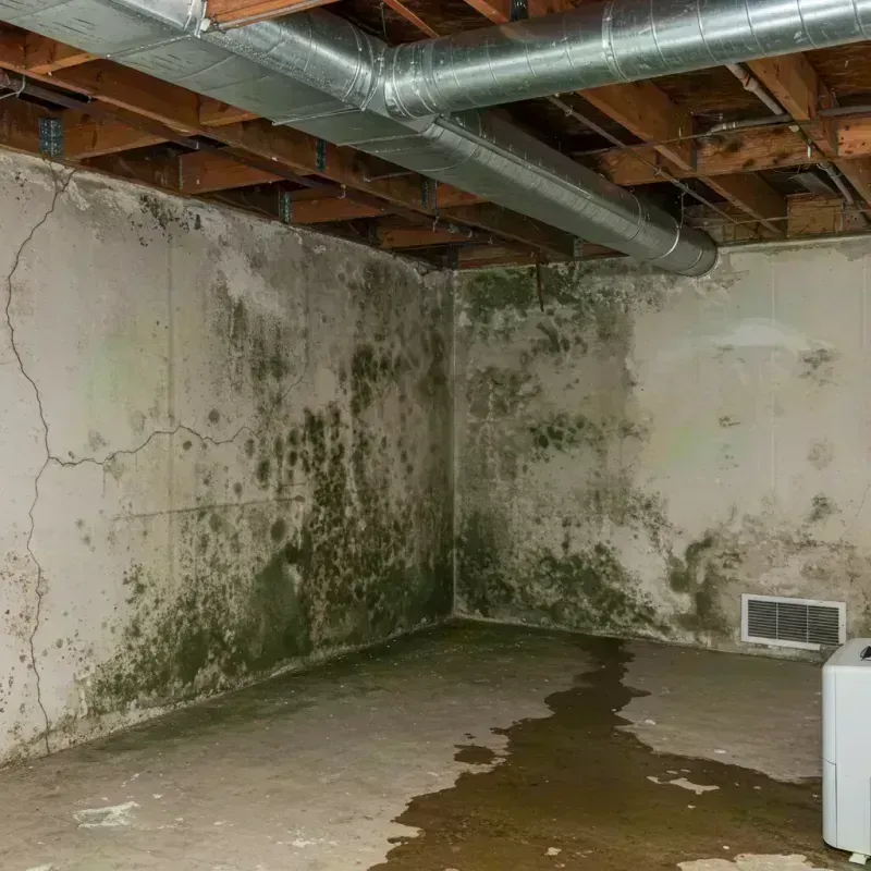 Professional Mold Removal in Pine Knot, KY